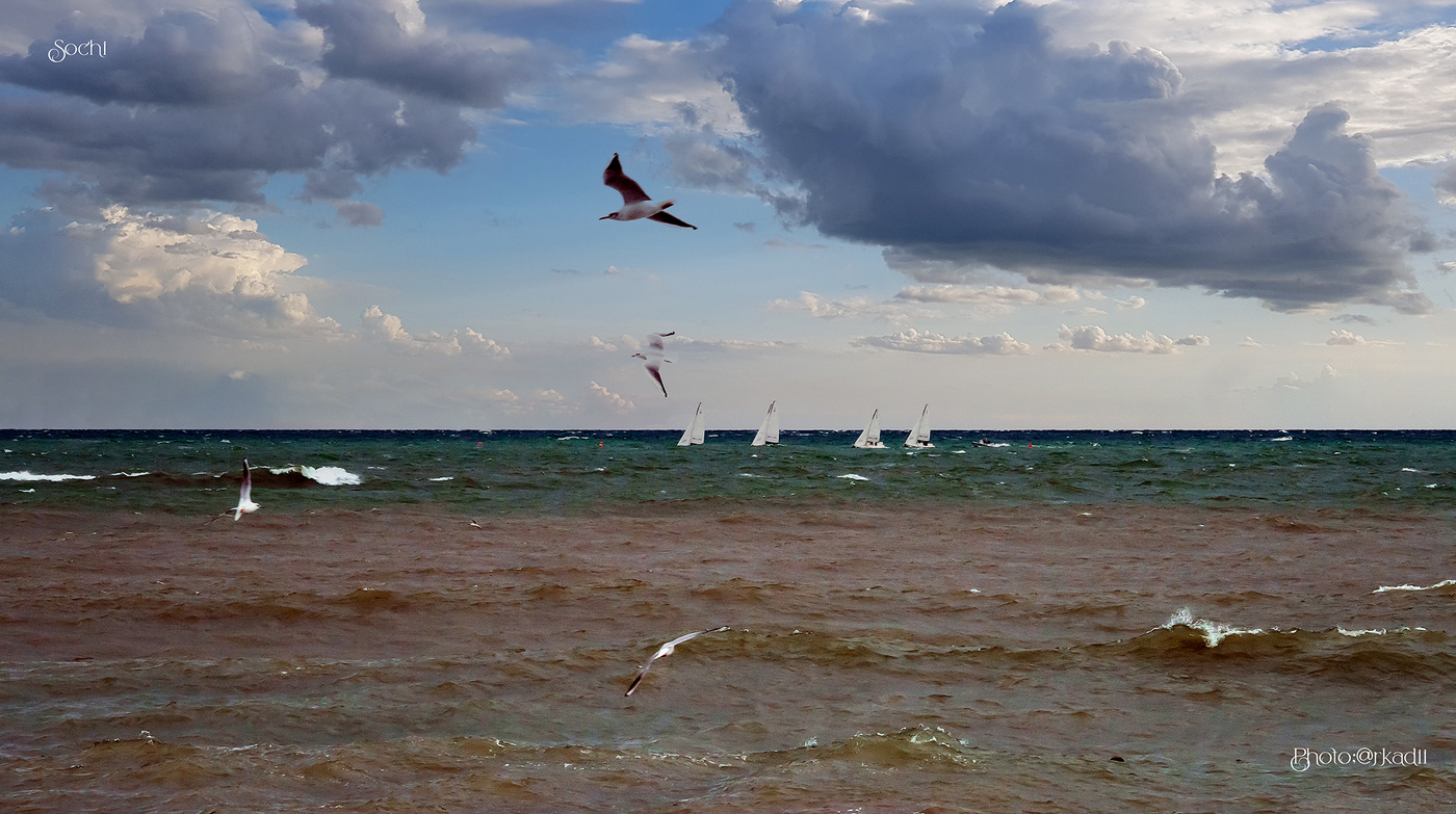 Чайки...