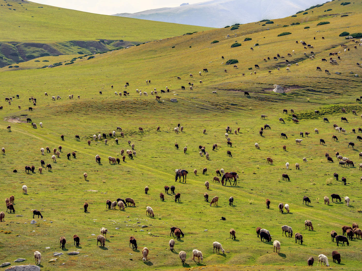 Горное пастбише