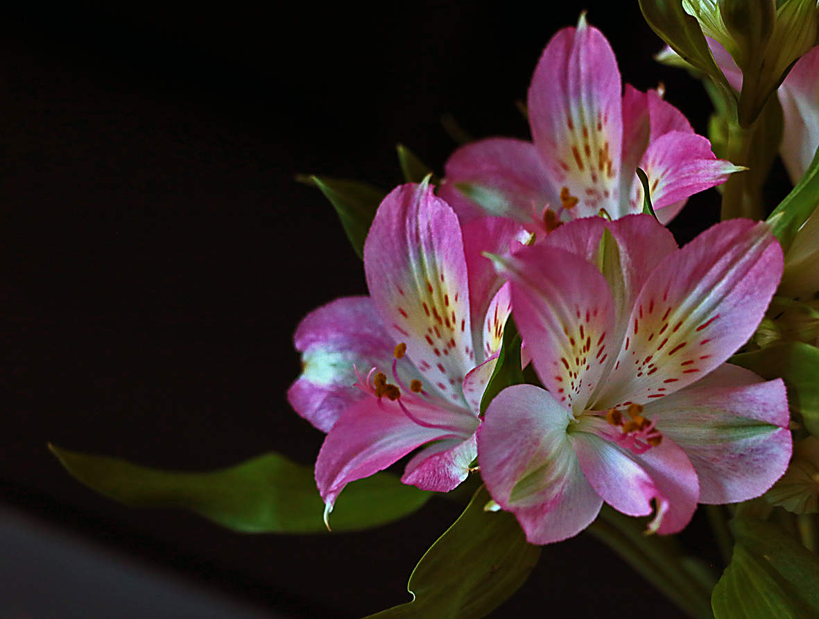 Зимнее трио