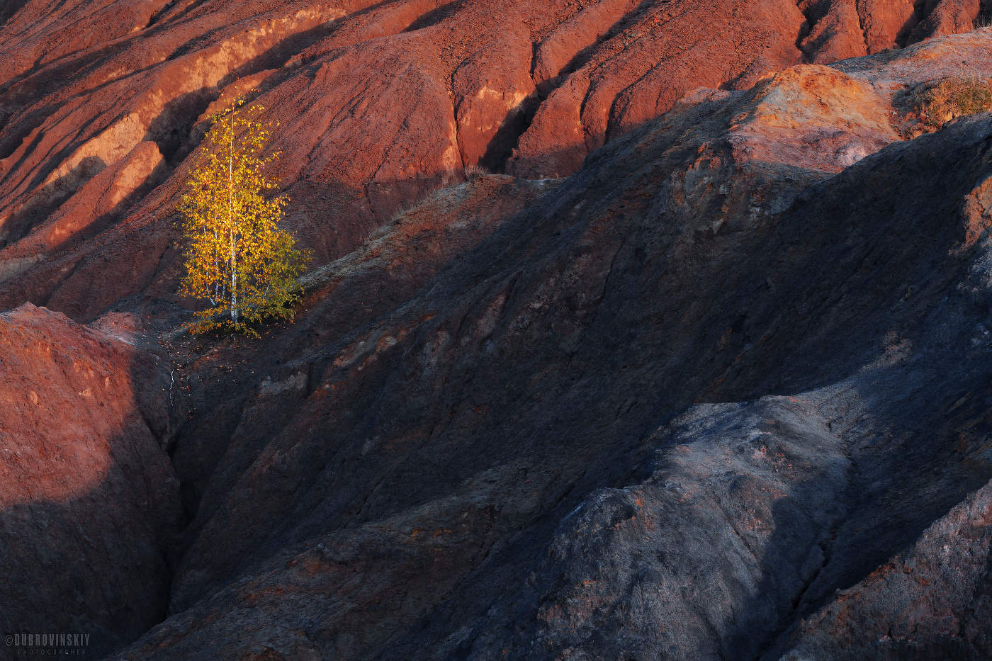 Про березку