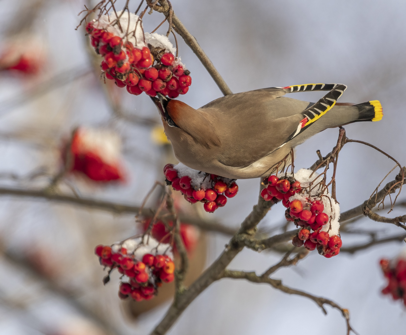 ЗИМНЕЕ ПИРШЕСТВО!