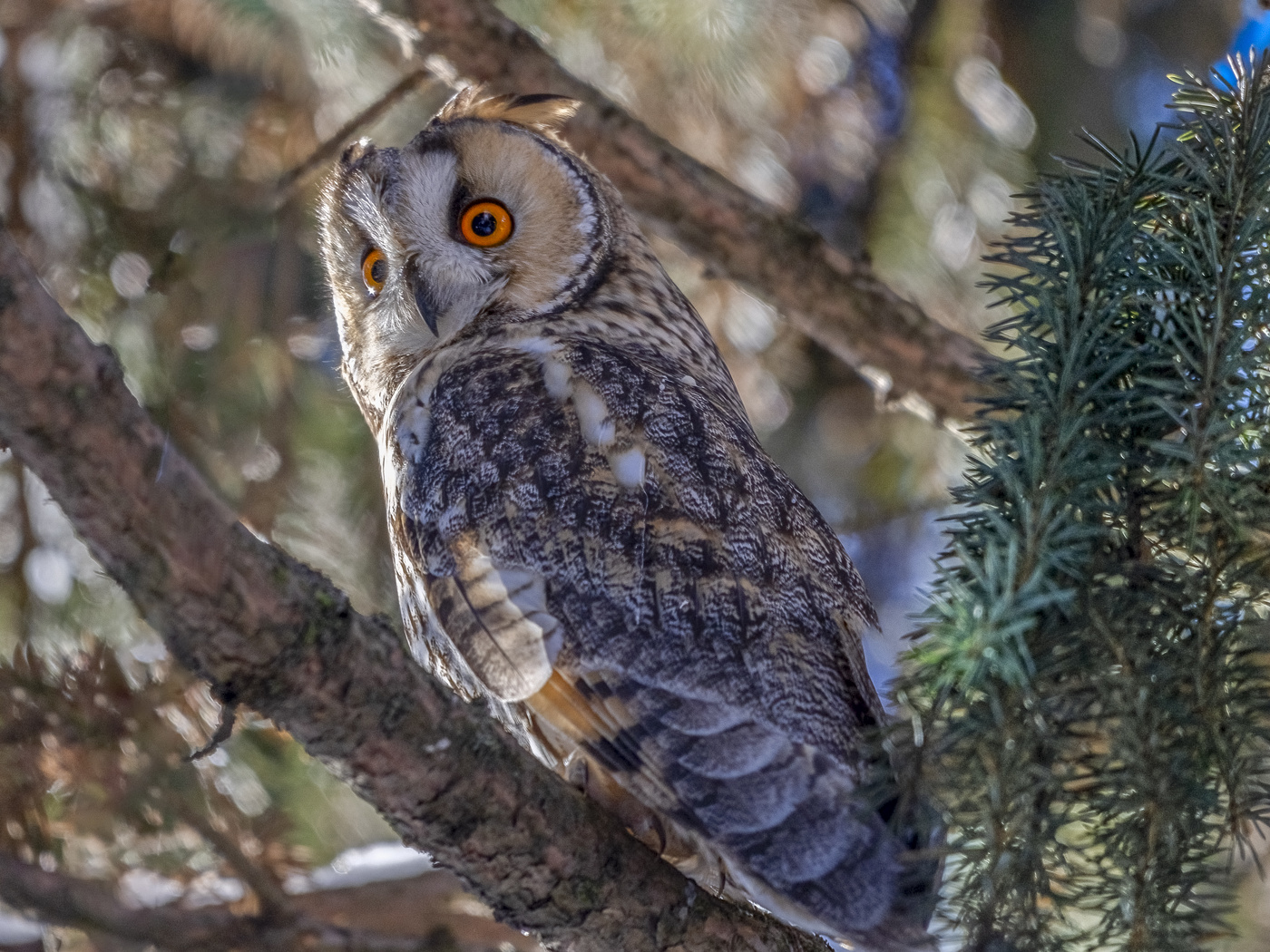 ХОРОША УШАСТАЯ СОВА!