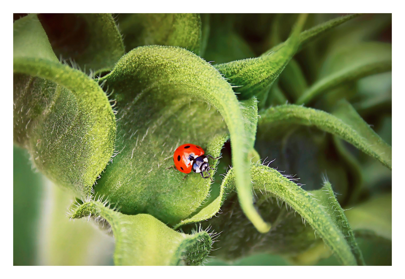 Коровка и подсолнух.