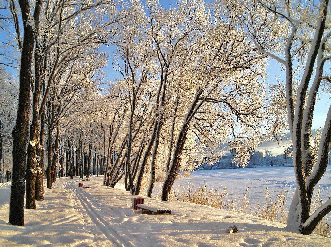 морозным утром