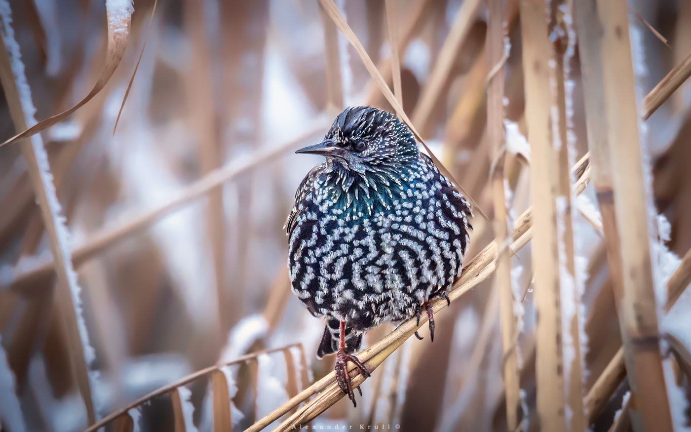 Дискомфорт