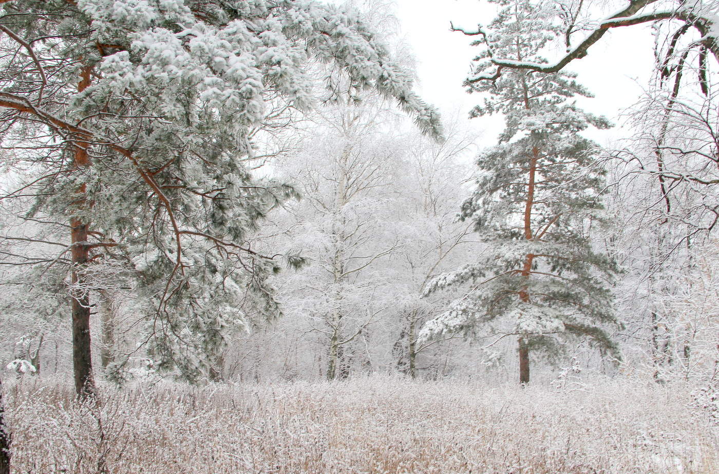 Зимний пейзаж