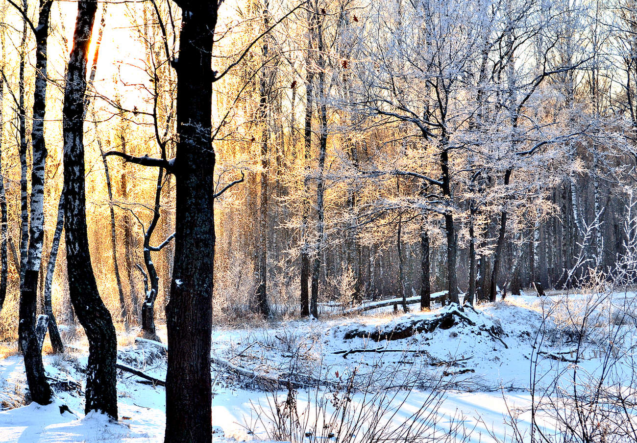 Яркий зимний вечер