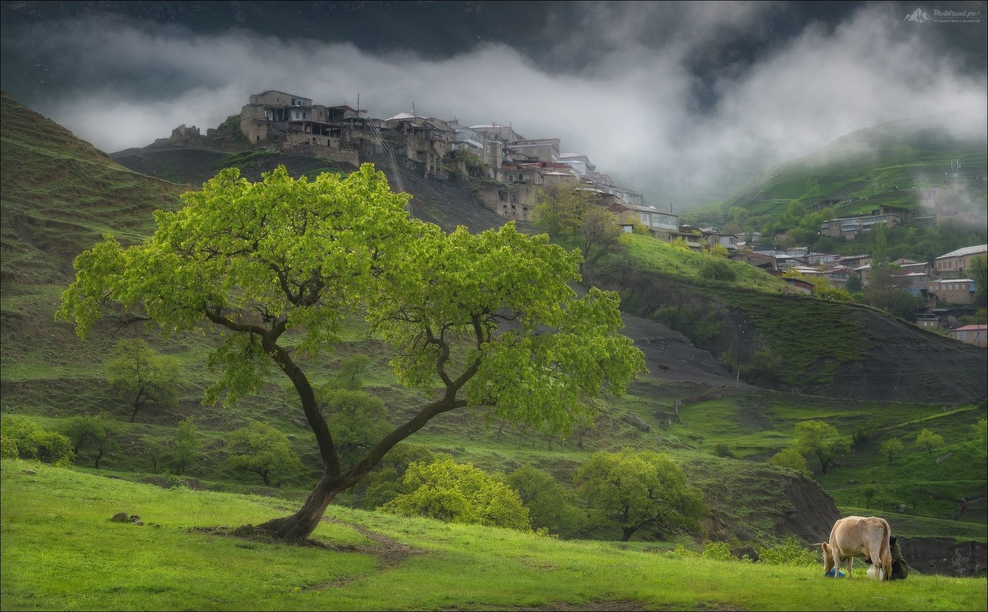 Утро в Чохе