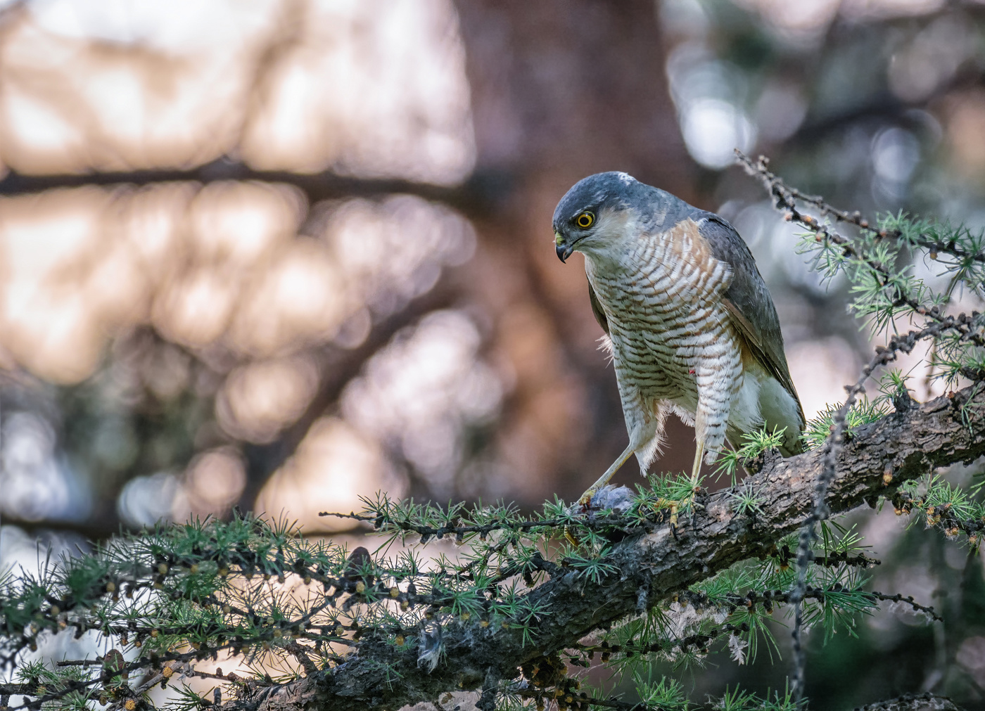 Ястреб - охотник.