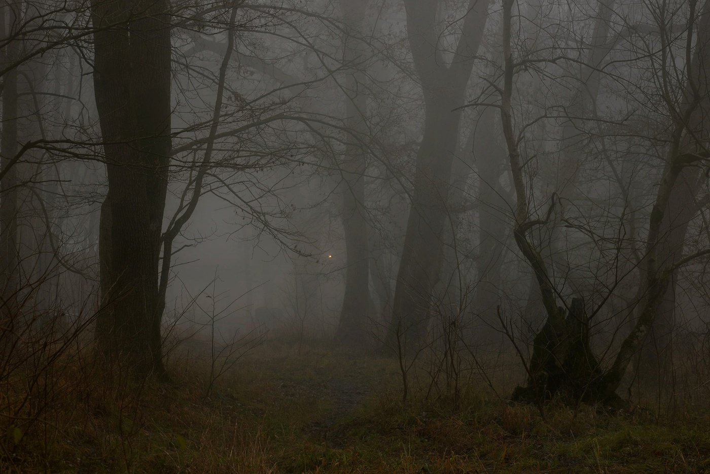 Туманный рассвет