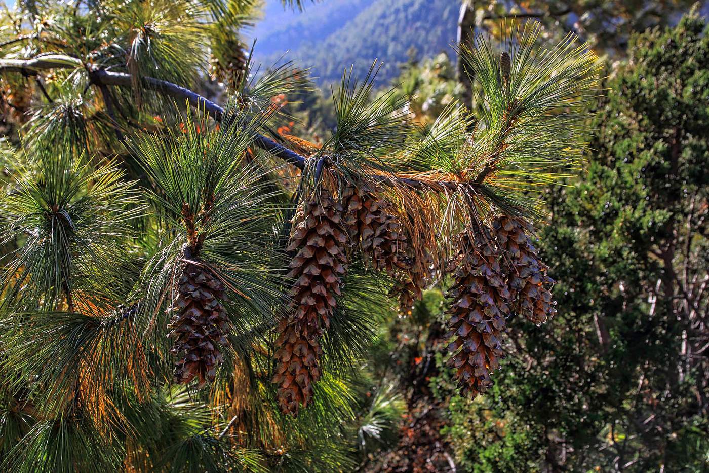 Чьи в Непале шишки