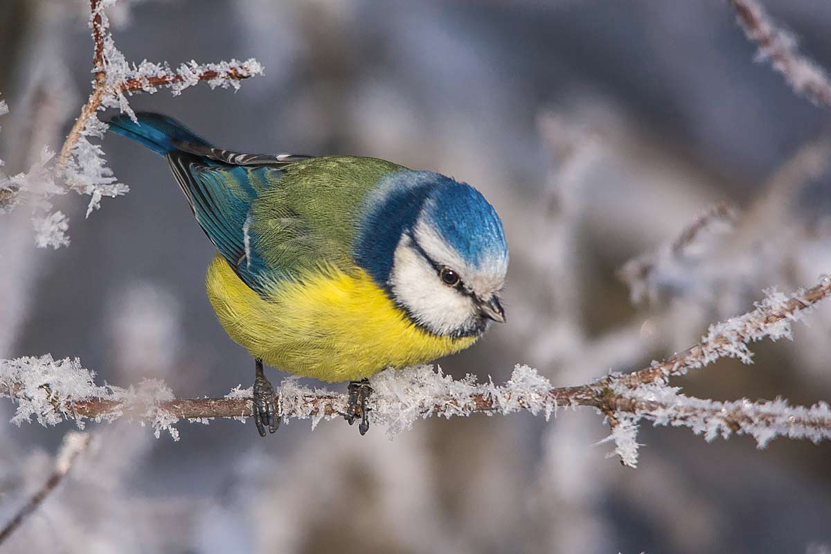 Морозный день.