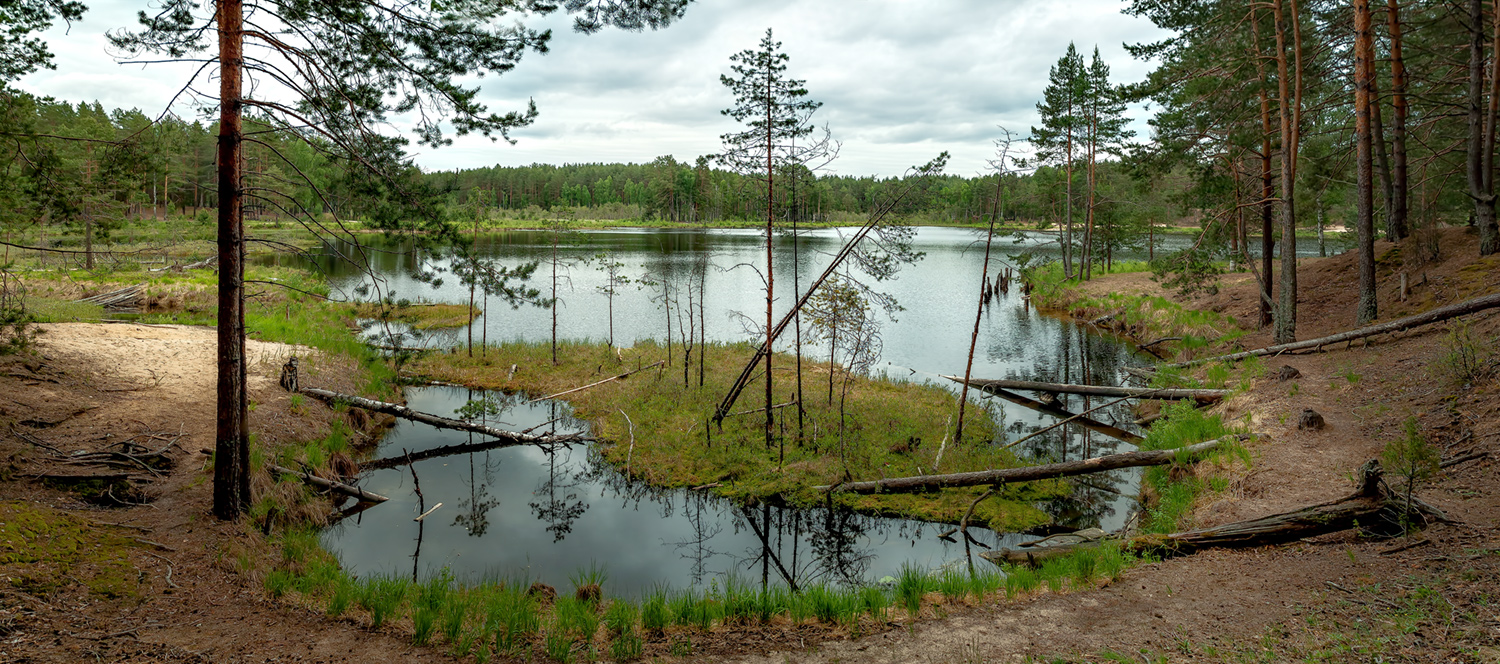 Бобровый дом.