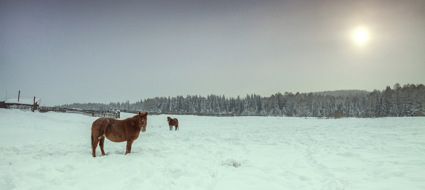 Зимняя прогулка