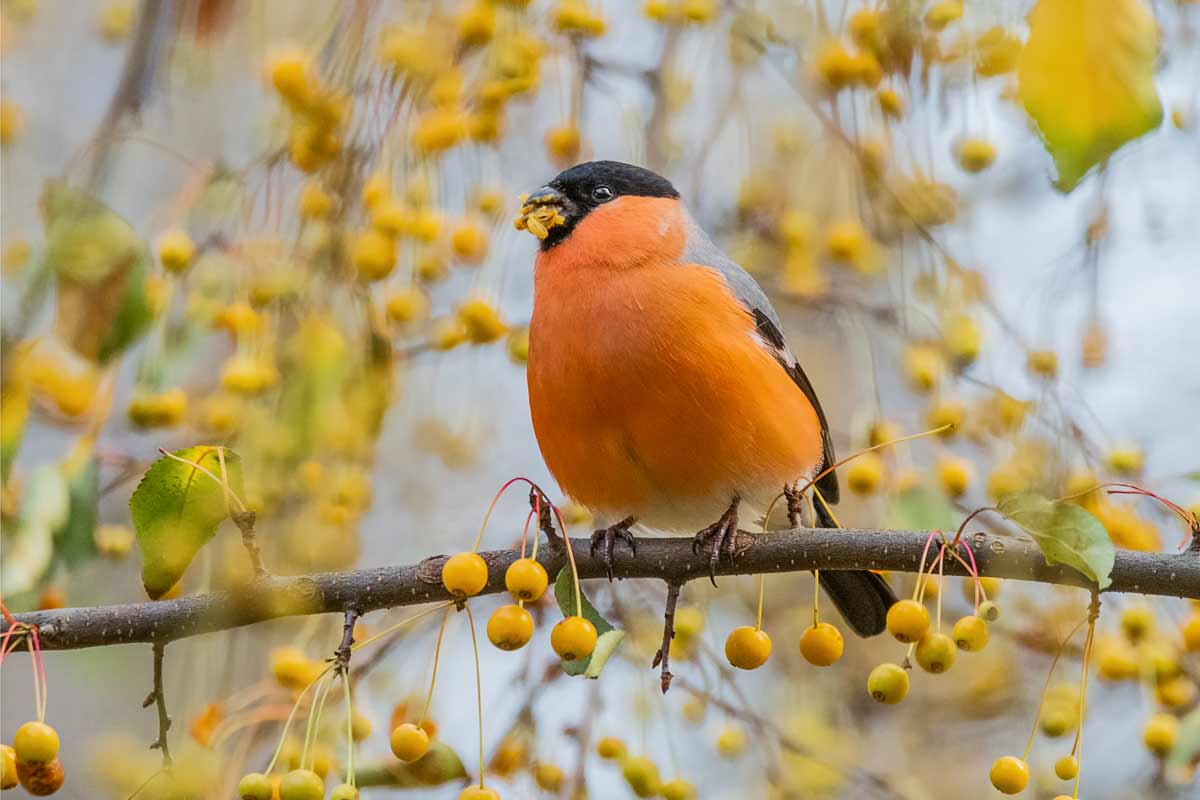 Вкусные яблочки.