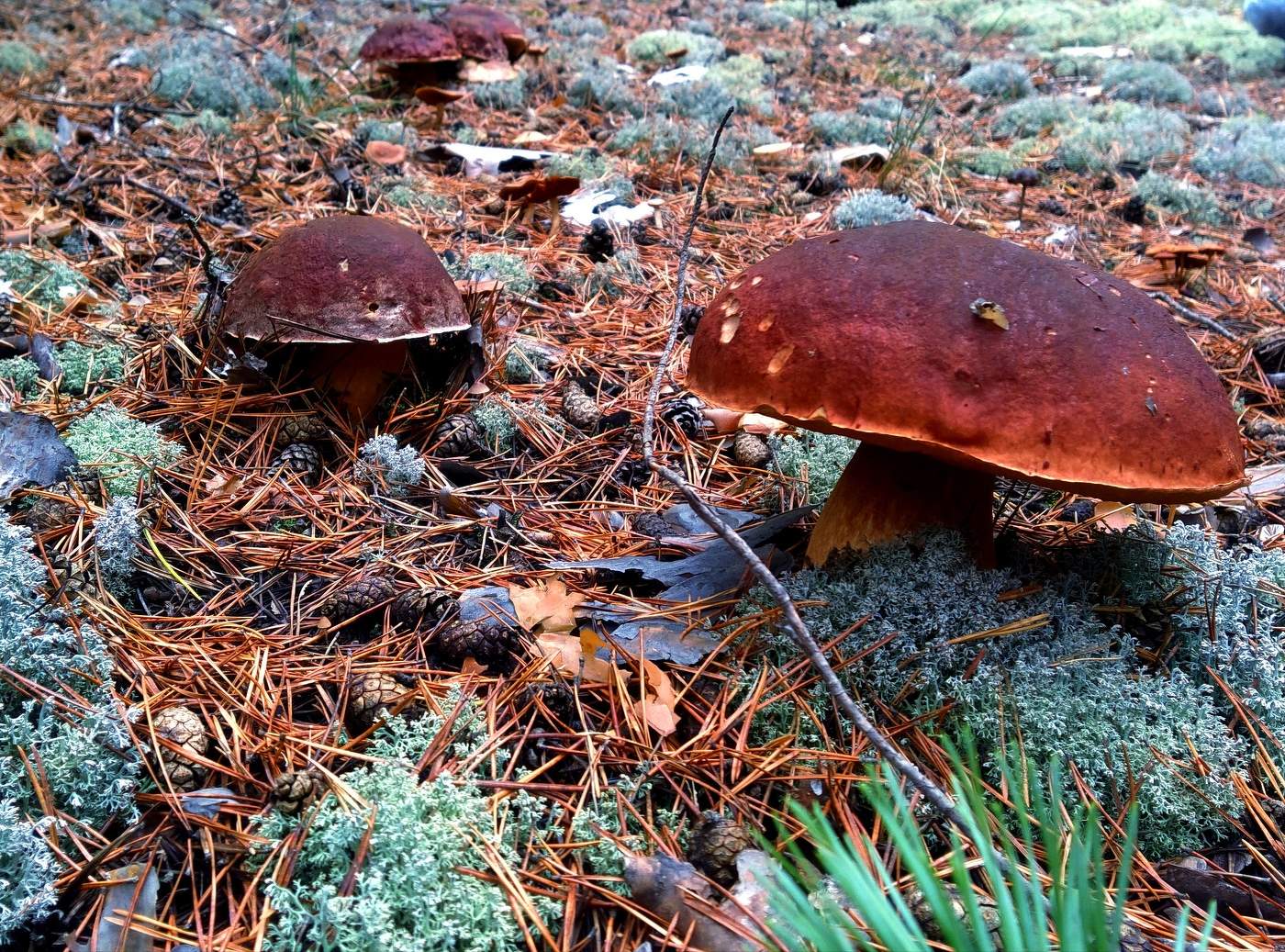 Полянка белых грибов!