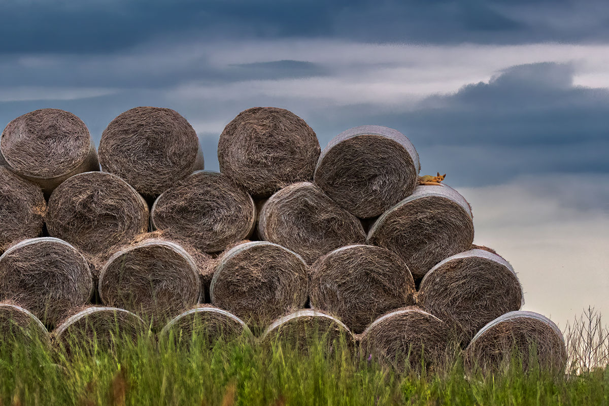 Пристроилась на ночлег