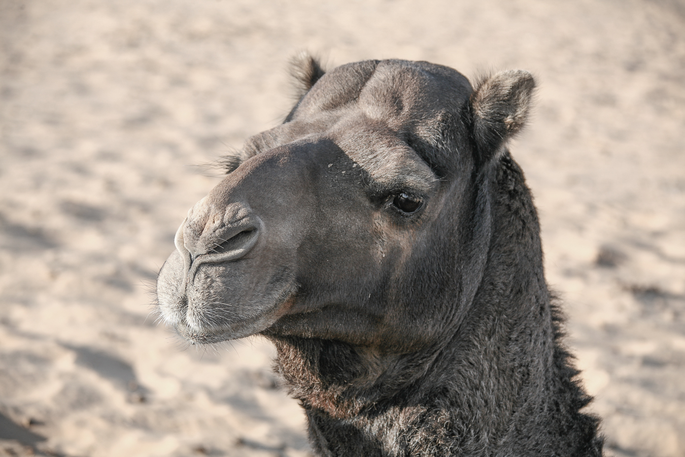 Классический портрет