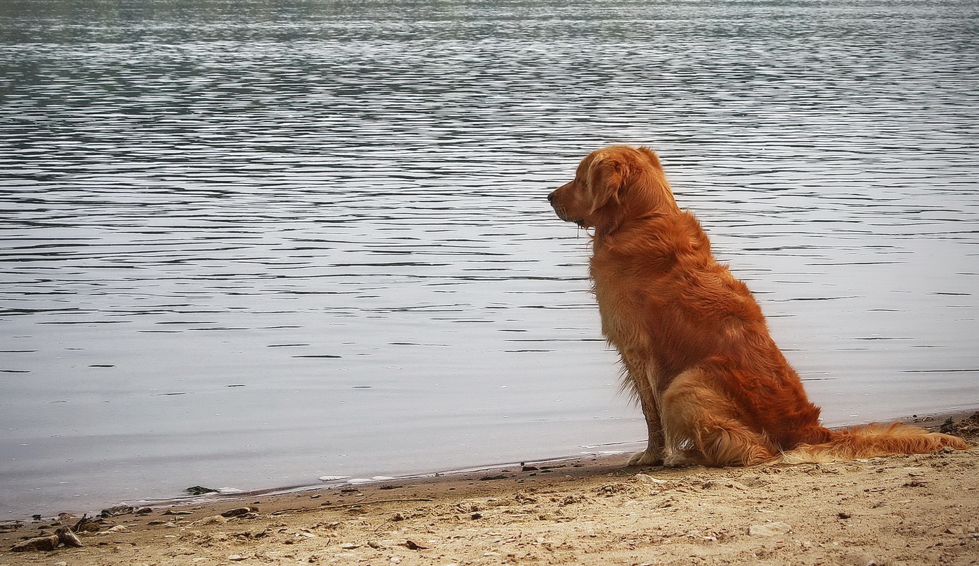 Он будет ждать!