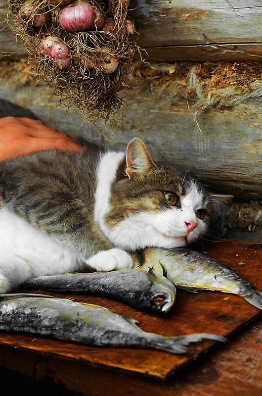 Дай друг на счастье лапку мне