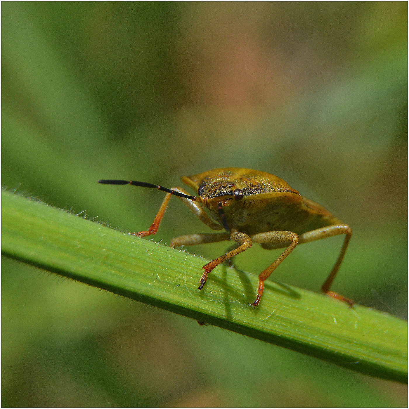 Тревожный взгляд.