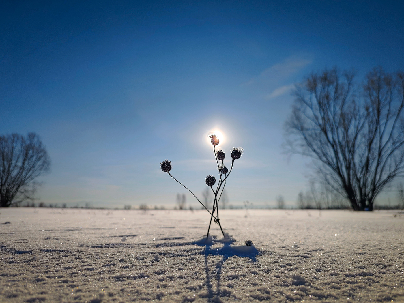 зимняя роза