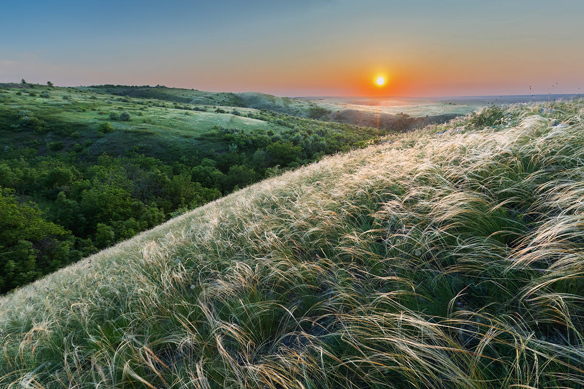 Серебряные травы