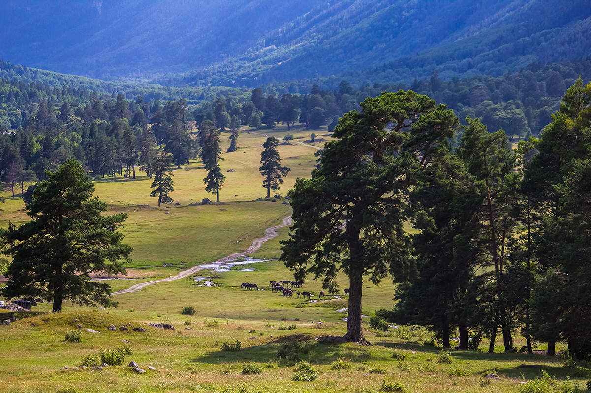 На вольных хлебах
