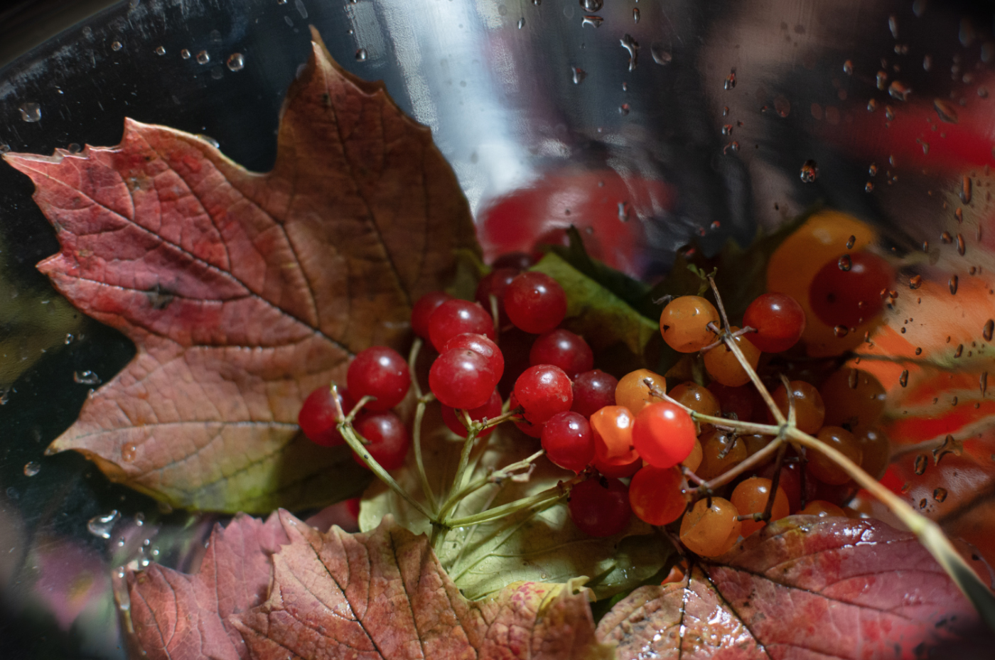 Флористика отражений. Этюд с калиной.