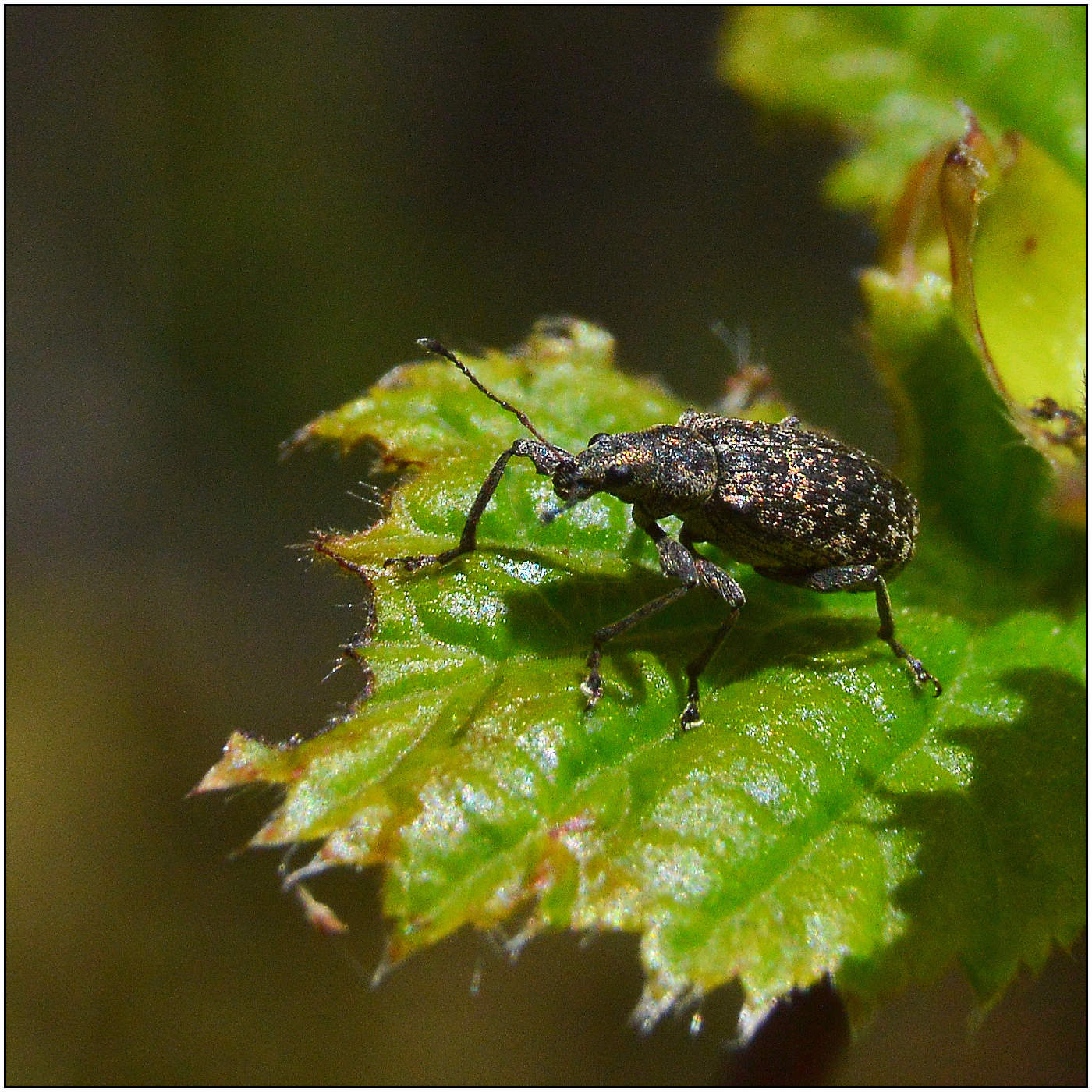 Наслаждаясь утренним теплом.