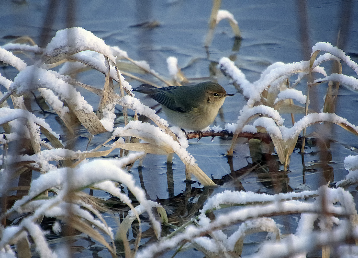 Пеночка-теньковка