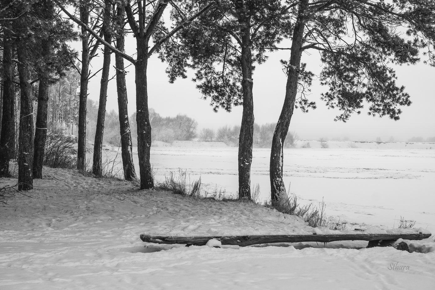 Лес на берегу.