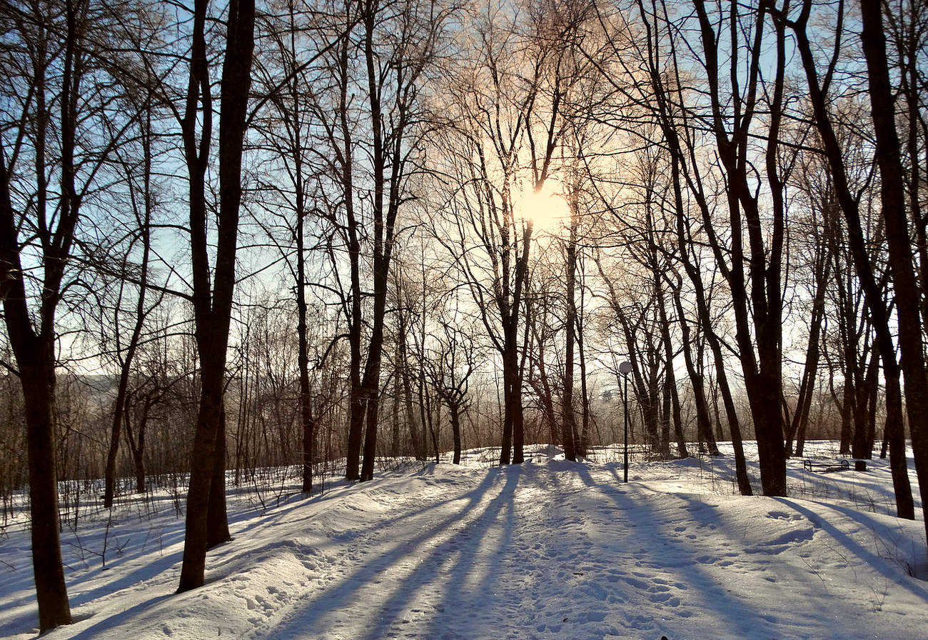 Солнце сквозь иней на деревьях