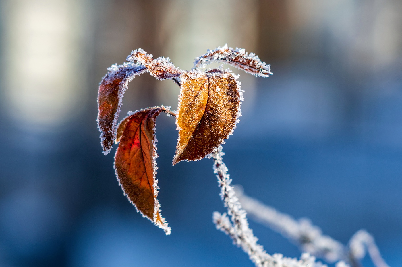 В сахарной обсыпке.