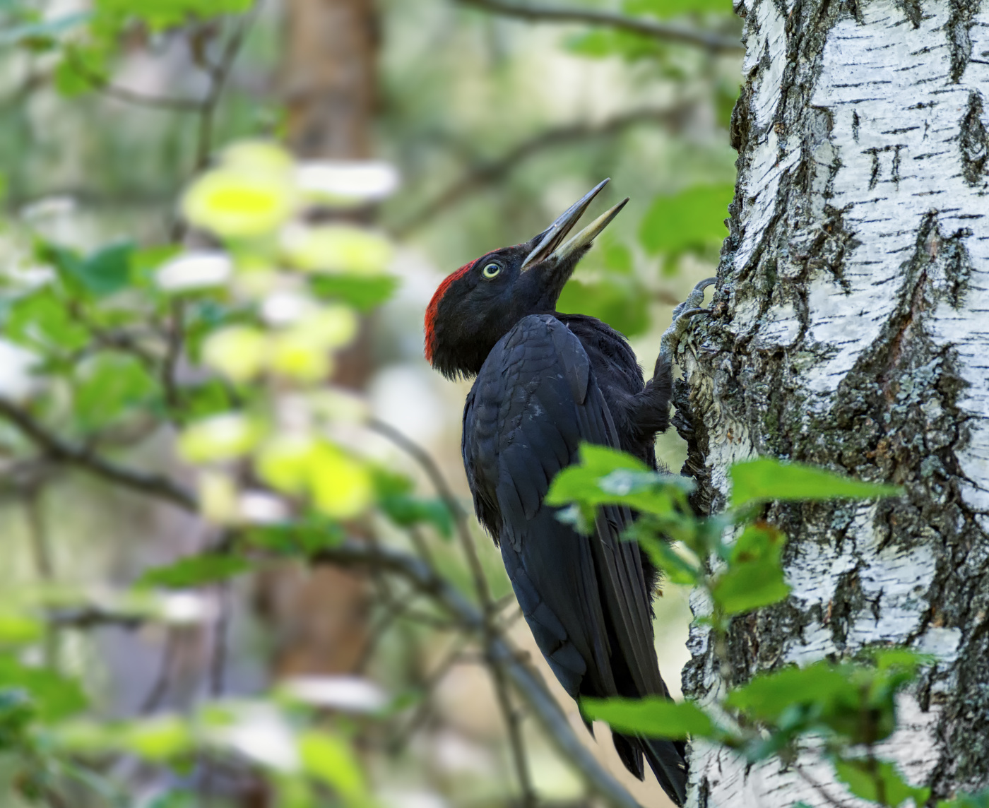 Малыш - слёток (желна).