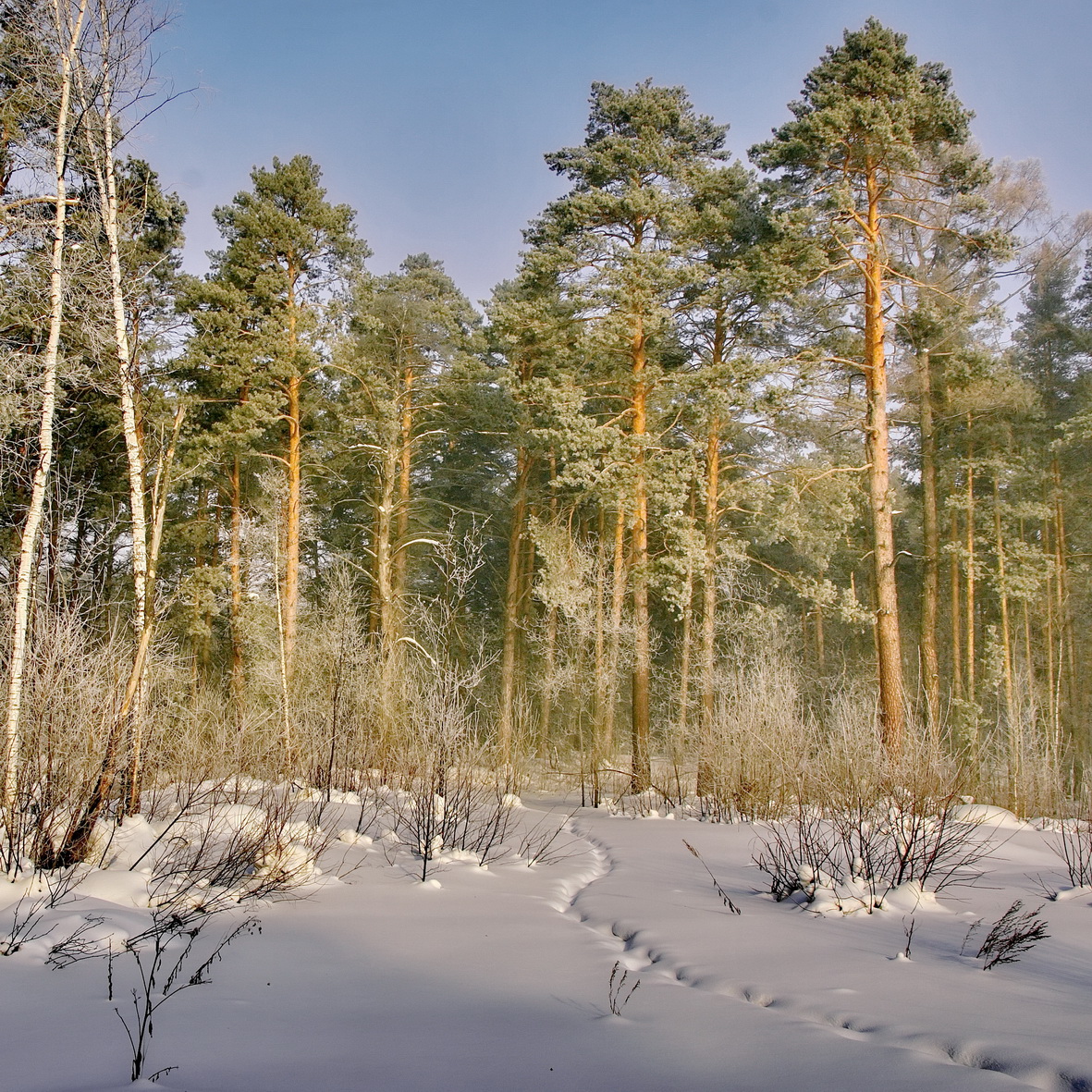 Морозный день.