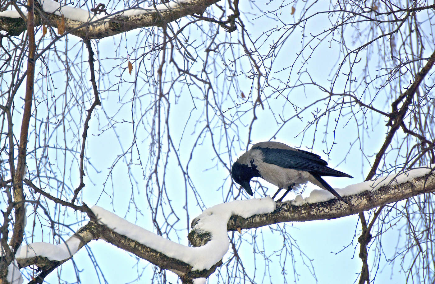 Хотела клюнуть ещё раз, а уже нечего