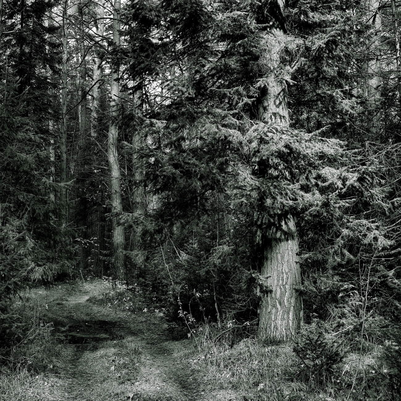 *Таёжные дебри.**