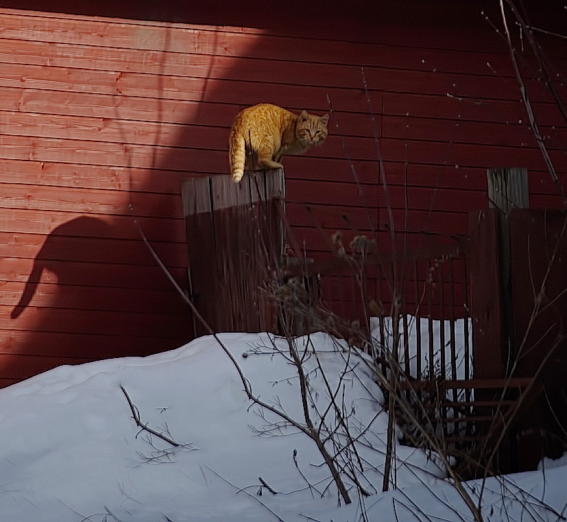 Кошачий угол.