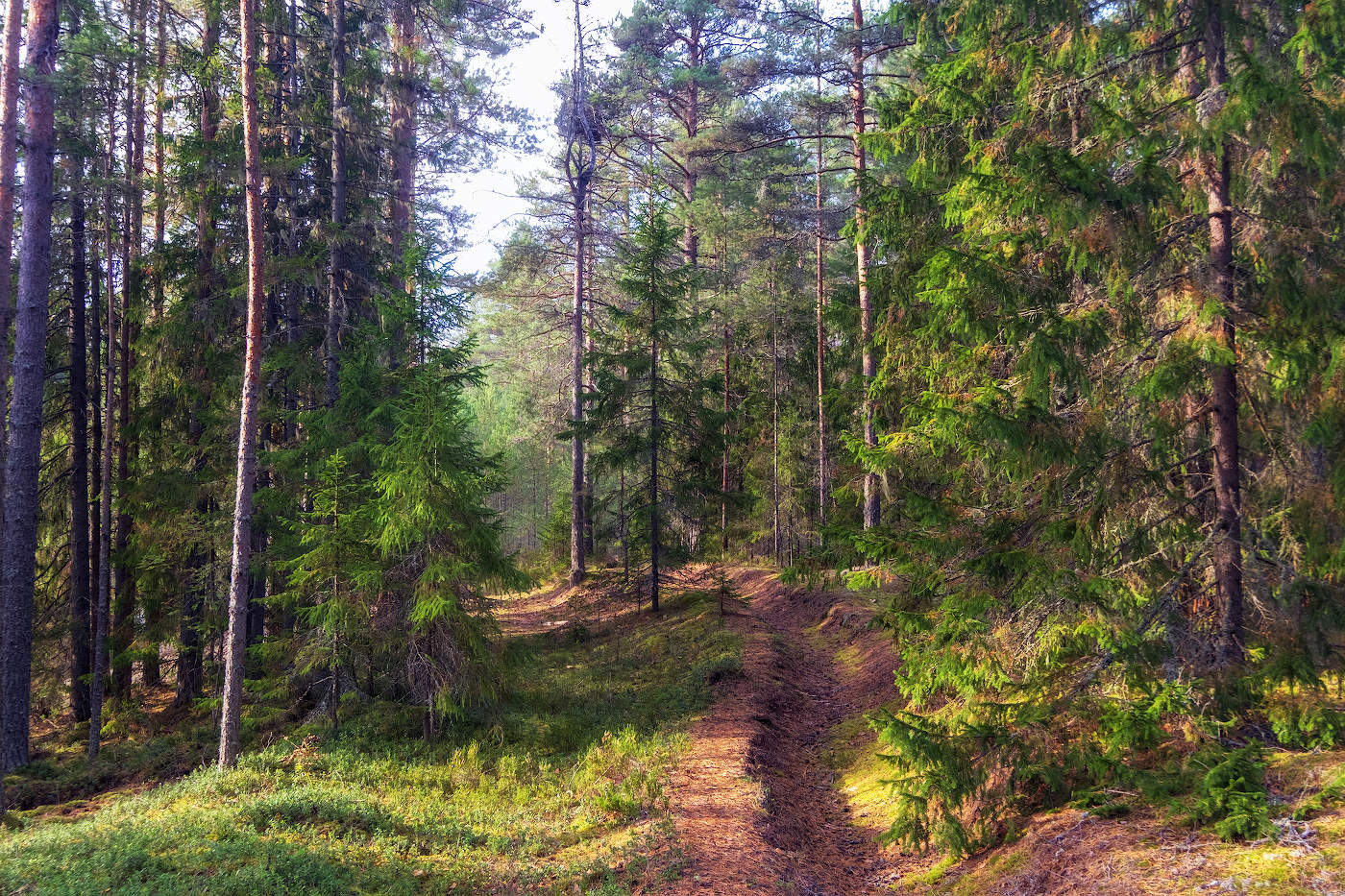 Осенний лес