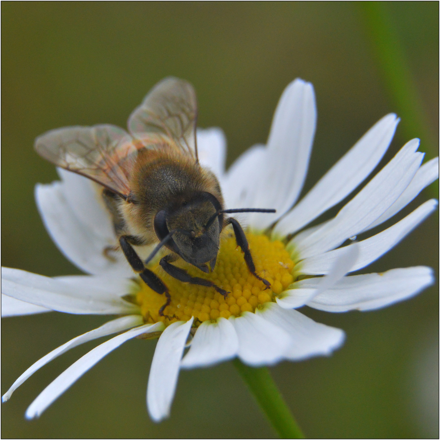 Гадание на ромашке.