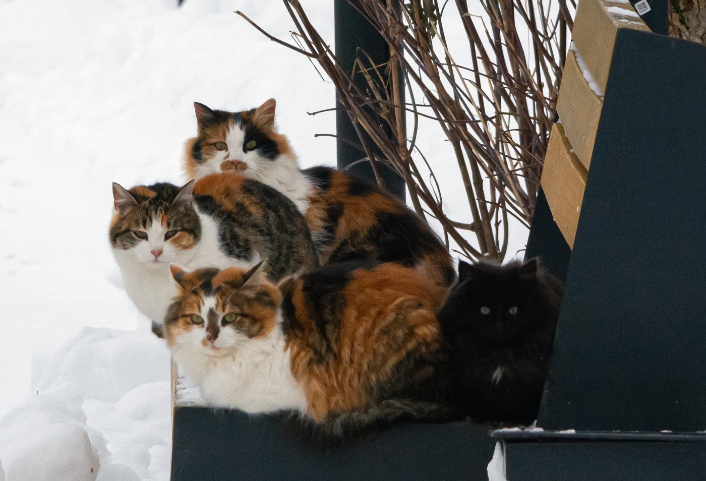 семейка... все в сборе!