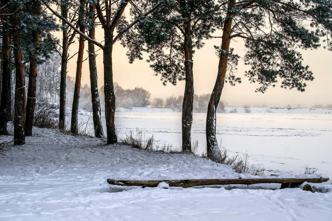 Лес на берегу - 2