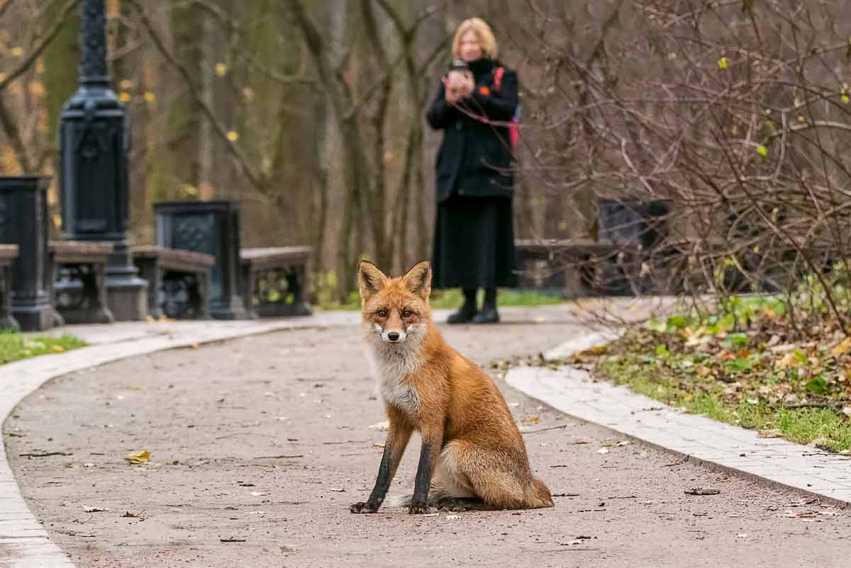 Москва и москвичи.