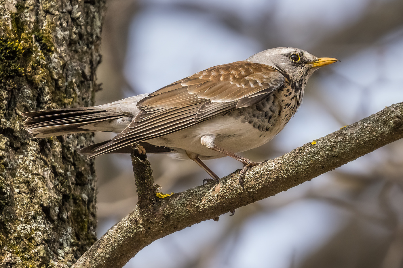 Дрозд-рябинник