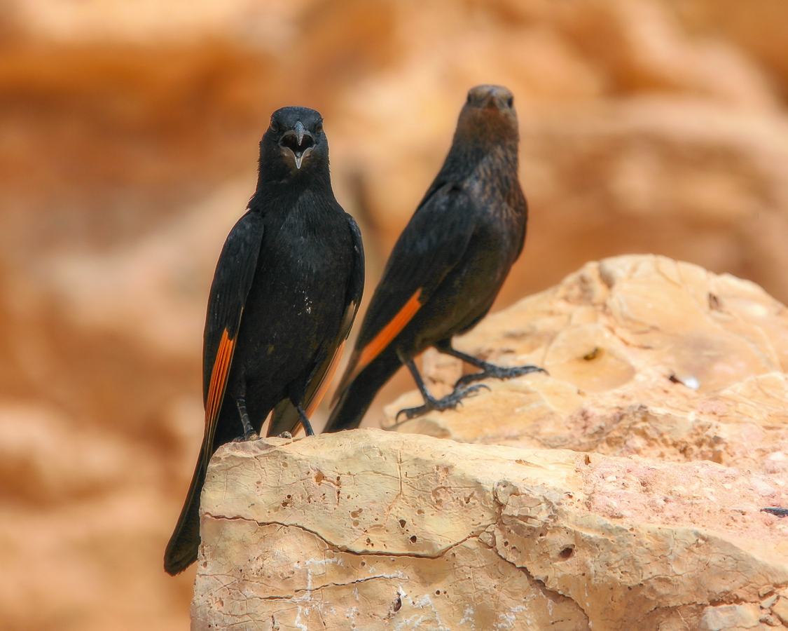 Тристрамов длиннохвостый скворец (самец и самка)