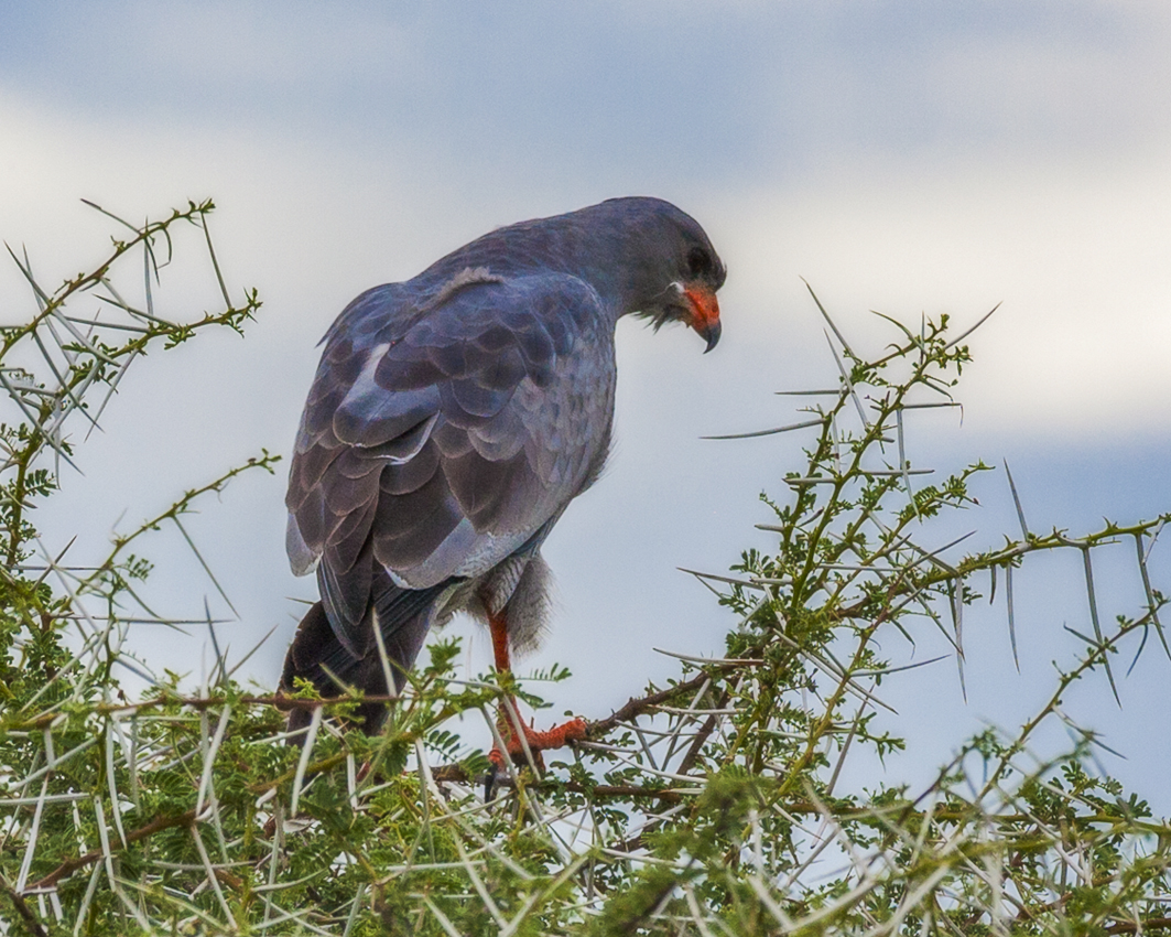 Тёмный певчий ястреб