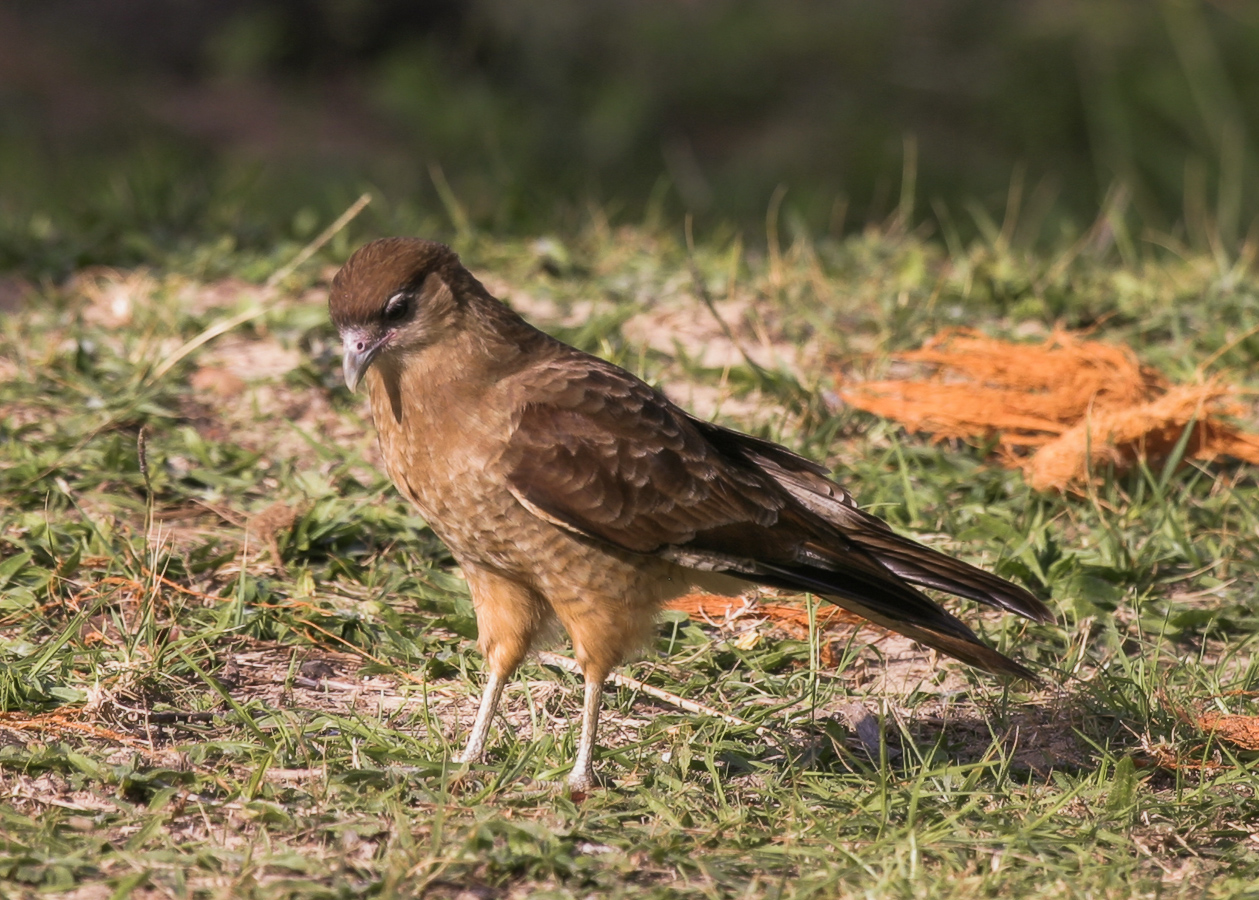 Химанго (самка)