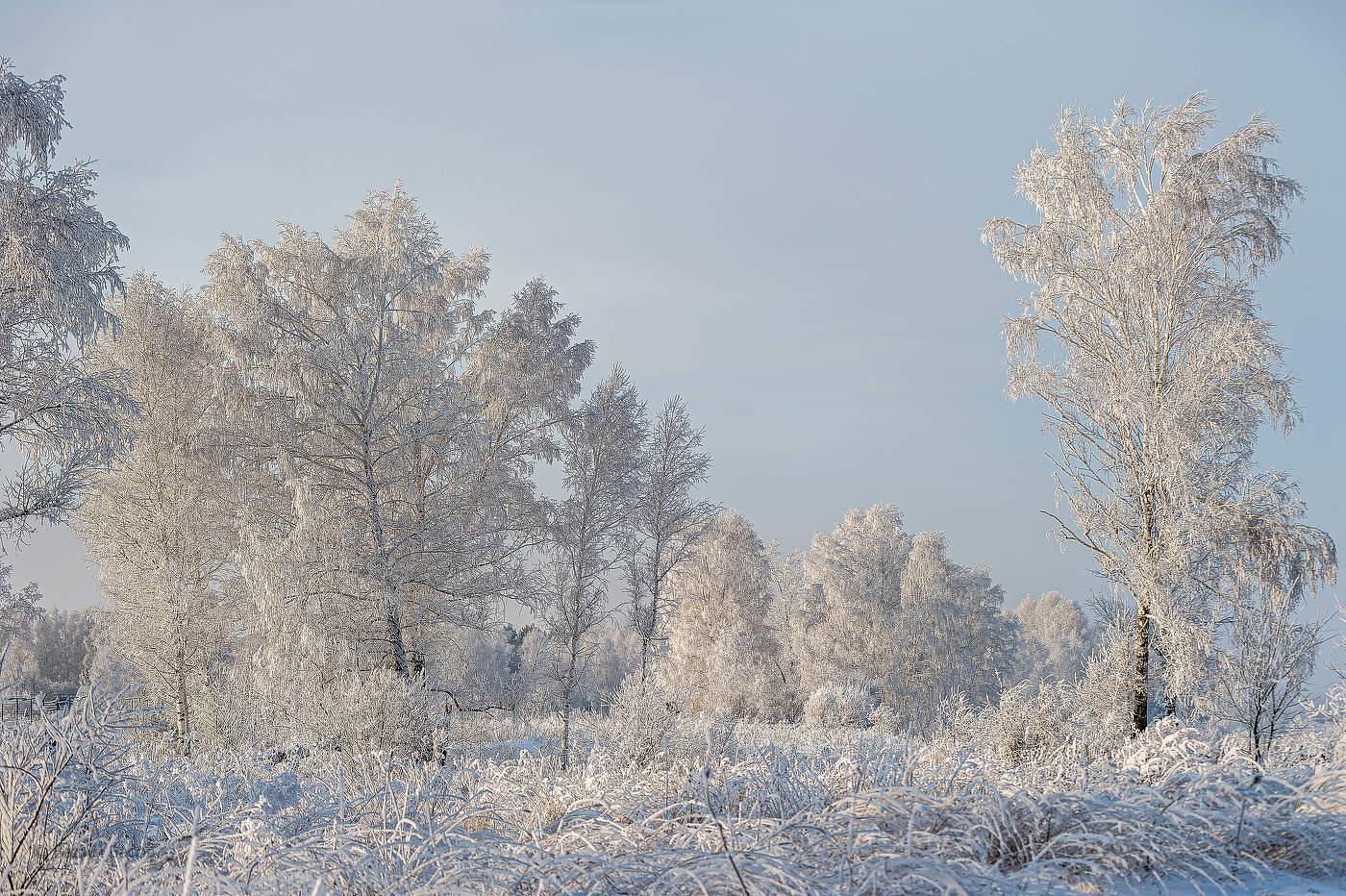 В хрустале инея.