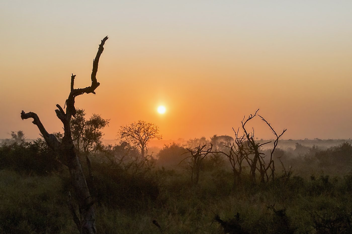 Утро в саванне